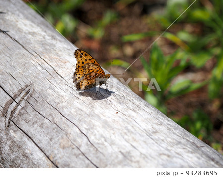 木に止まるツマグロヒョウモンチョウ 93283695