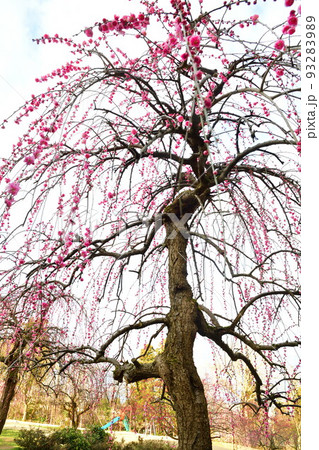 田上町梅林公園（新潟県） 93283989