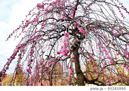 田上町梅林公園（新潟県） 93283990