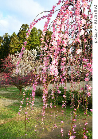 田上町梅林公園(新潟県) 田上町梅林公園(新潟県) 93283992