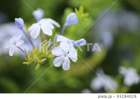 Blue delicate summer flowers on a green background Blue delicate summer flowers on a green background 93284028