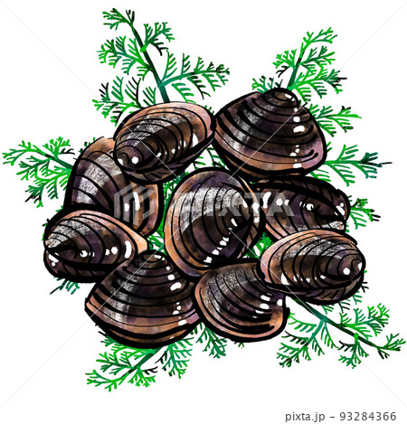 「蜆貝（しじみ）」の手書きイラスト（筆書き墨絵風） 93284366