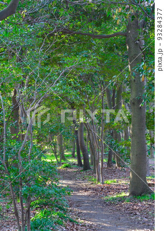 新潟県庁の森（新潟県） 93284377