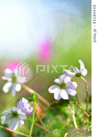 新潟県庁の森の雪割草(新潟県) 新潟県庁の森の雪割草(新潟県) 93284439