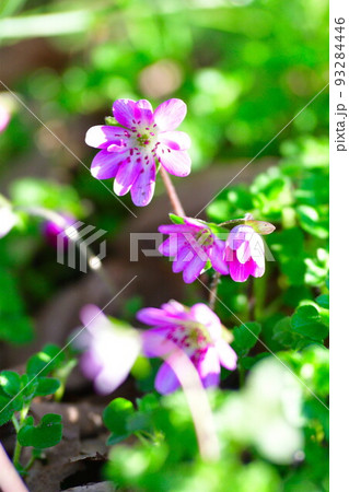 新潟県庁の森の雪割草(新潟県) 新潟県庁の森の雪割草(新潟県) 93284446