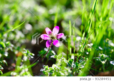 新潟県庁の森の雪割草（新潟県） 93284451