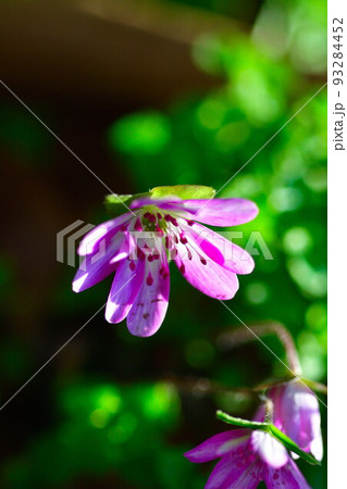 新潟県庁の森の雪割草(新潟県) 新潟県庁の森の雪割草(新潟県) 93284452