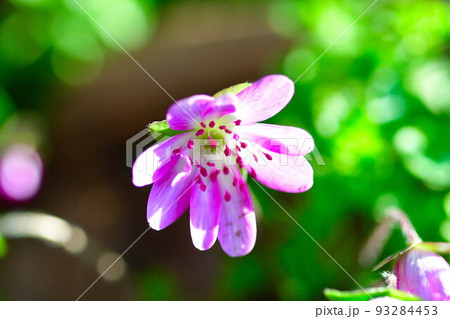 新潟県庁の森の雪割草(新潟県) 新潟県庁の森の雪割草(新潟県) 93284453