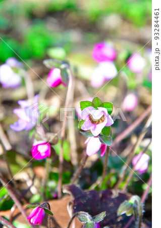 新潟県庁の森の雪割草(新潟県) 新潟県庁の森の雪割草(新潟県) 93284461