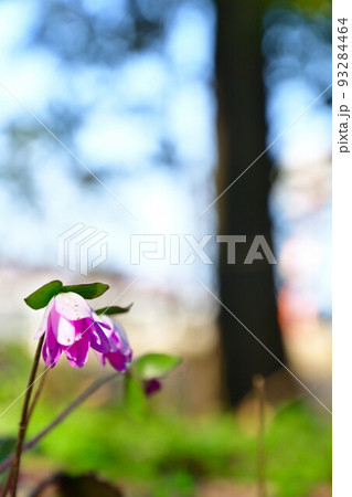 新潟県庁の森の雪割草（新潟県） 93284464