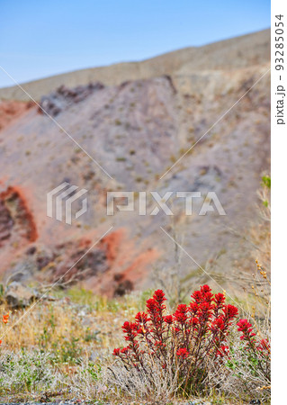 Desert fields with red flower blooming plant next to hills Desert fields with red flower blooming plant next to hills 93285054