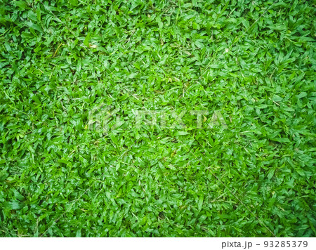 Green grass texture background, Green lawn, Backyard for background, Grass texture, Green lawn desktop picture, Park lawn texture. 93285379