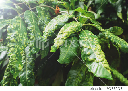 Longan is a leaf spot disease, Unhealthy leaf, Longan leaves that are diseased due to bad weather Must be treated and looked after correctly, Leaf spot disease of longan. 93285384
