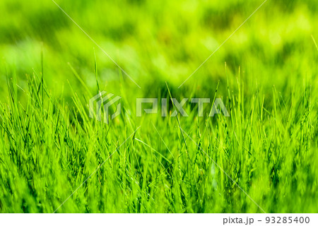 背景がボケた綺麗な芝生の背景素材 背景イメージ バックグラウンド 背景がボケた綺麗な芝生の背景素材 背景イメージ バックグラウンド 93285400