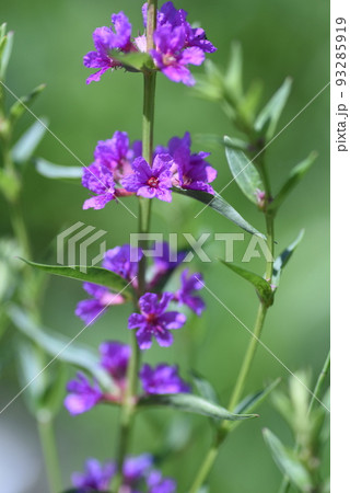 ミソハギの花 93285919