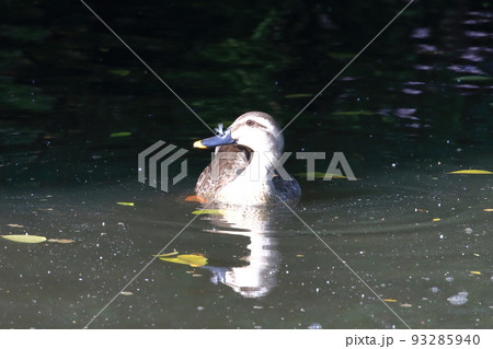 カルガモの親子 93285940