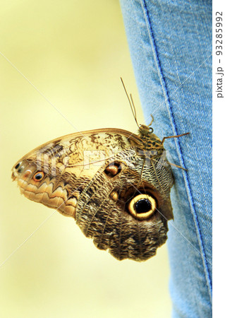 large butterfly sits on denim trousers close-up. Fashion clothes. 93285992