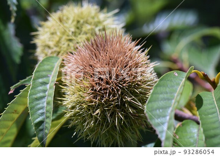 秋の味覚・クリの実の生育 93286054