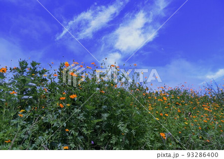 キバナコスモス 93286400