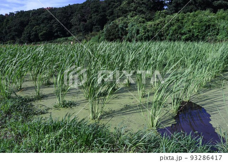 マコモダケ（真菰筍）栽培 93286417