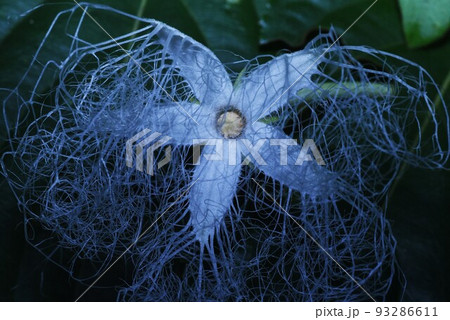 カラスウリの花・受粉目的で夜開花 カラスウリの花・受粉目的で夜開花 93286611