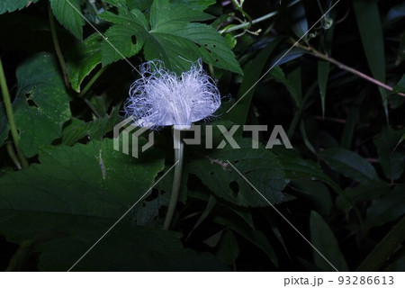 カラスウリの花・受粉目的で夜開花 カラスウリの花・受粉目的で夜開花 93286613