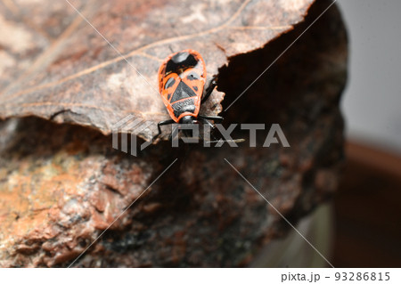 The bug soldier sits on a stone. 93286815