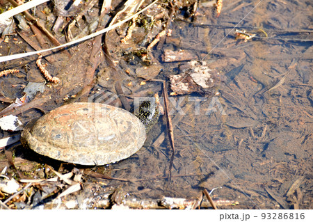A river turtle crawls into the water of a pond. 93286816