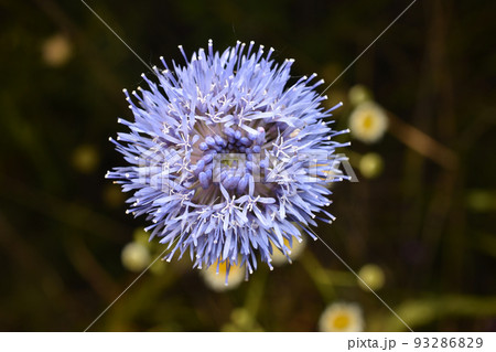 Close-up of a blue flower on a dark background. Close-up of a blue flower on a dark background. 93286829
