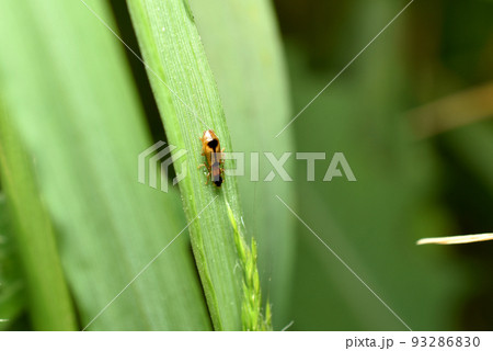 A barbel beetle with a dark spot sits on a green leaf. A barbel beetle with a dark spot sits on a green leaf. 93286830
