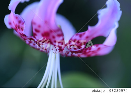 鹿の子百合（タキユリ） 93286974