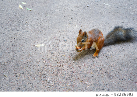 A squirrel is holding a nut in his paws, sitting sideways on the road. A red rodent with a gray fluffy tail, orange and brown fur is chewing on a hazelnut while on a trail of sand and crushed rock 93286992