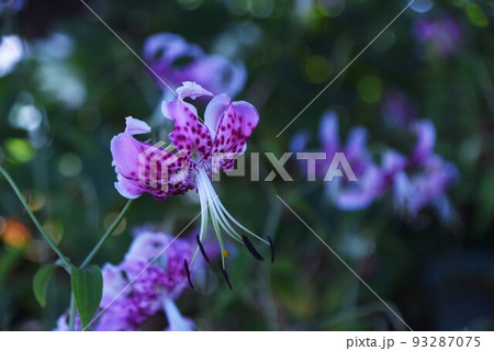 鹿の子百合（タキユリ） 93287075