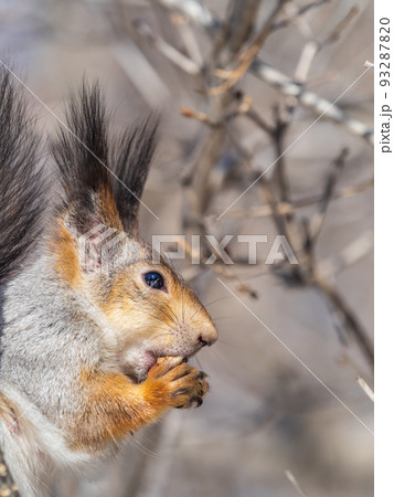 The squirrel with nut sits on tree in the winter or late autumn. Portrait of the squirrel close-up 93287820