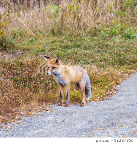 The red fox Vulpes vulpes walks along a path in the forest. The red fox Vulpes vulpes walks along a path in the forest. 93287856