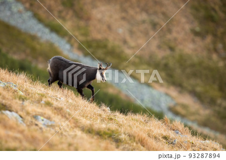 Tatra chamois going on dry grass on mountainside in fall 93287894