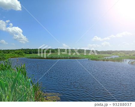 Landscape with lake surrounded with cane. Summer scenery Landscape with lake surrounded with cane. Summer scenery 93288037