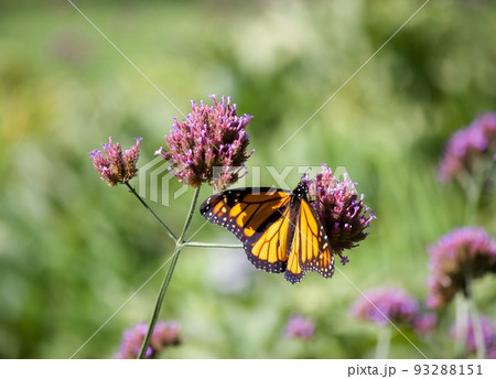 オオカバマダラ (モナーク蝶） 93288151