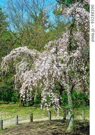 じゅんさい池公園の桜（新潟県） 93288390