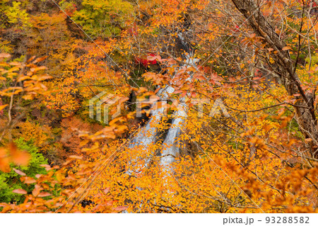 国内屈指の観光地日光の秋　日光三名瀑　霧降の滝の紅葉 93288582