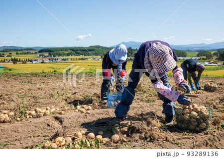 北海道の昔ながらのじゃがいも収穫作業風景 93289136