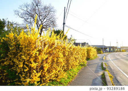 紫雲寺レンギョウ街道（新潟県） 93289186