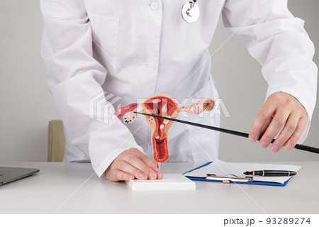 doctor gynecologist pointing model of female reproductive system on his desktop 93289274