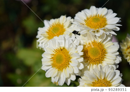 食用菊 郷土料理食材 食用菊 郷土料理食材 93289351