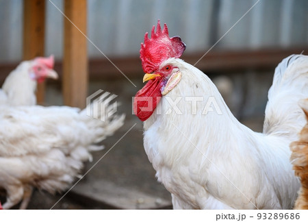 A large rooster with a red crest on its head and white plumage walks among other hens in the farm yard. 93289686