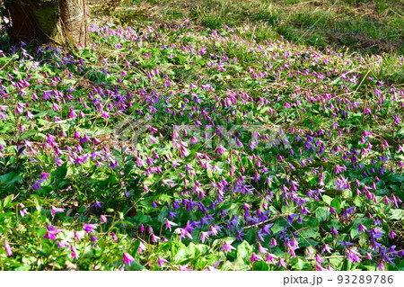 諸上寺公園のカタクリ(新潟県) 諸上寺公園のカタクリ(新潟県) 93289786