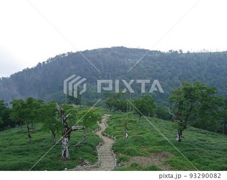大台ケ原の登山道から見た風景 大台ケ原の登山道から見た風景 93290082