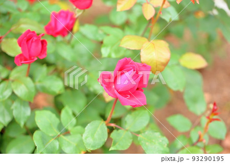 バラの花 クリスチャンディオール バラの花 クリスチャンディオール 93290195