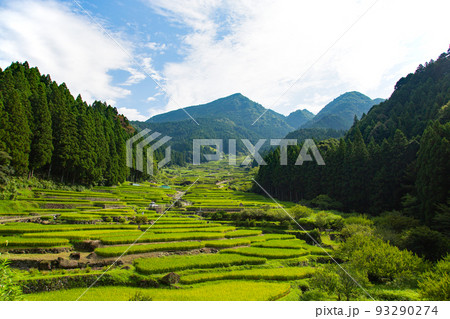 緑鮮やかな四谷千枚田～愛知県・新城市 93290274
