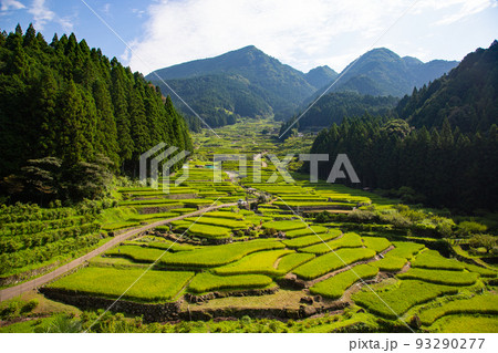 緑鮮やかな四谷千枚田～愛知県・新城市 93290277
